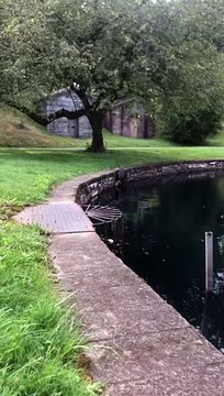 Snapping Turtle Climbs Out Of Pond