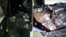 Endangered spider monkeys smuggled in backpack discovered by US border agents