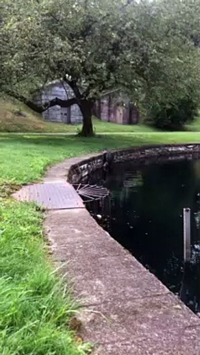 Snapping Turtle Climbs Out Of Pond