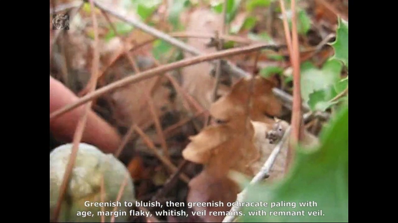 Stropharia aeruginosa. Champimaginatis. English Text