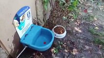 Sokak hayvanları için otomatik suluk Belediyeden kapı önüne bir kap su ve mama bırakın çağrısı
