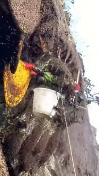 Récolter du mile de ruches sauvages : un métier risqué