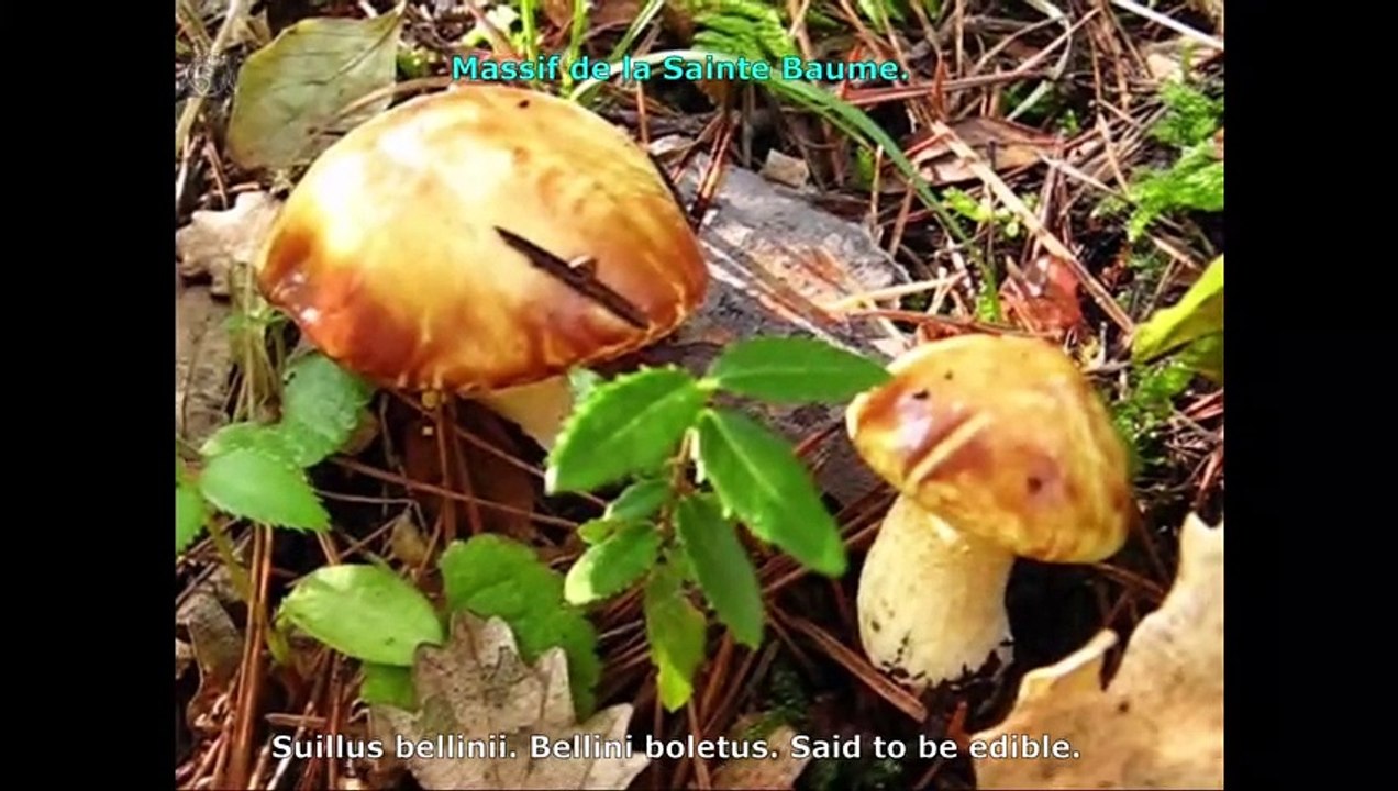 Suillus bellinii. Champimaginatis. English Text