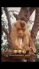 Funny monkey on smoke 