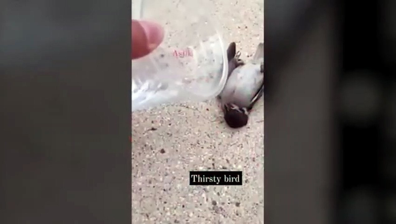 Animal