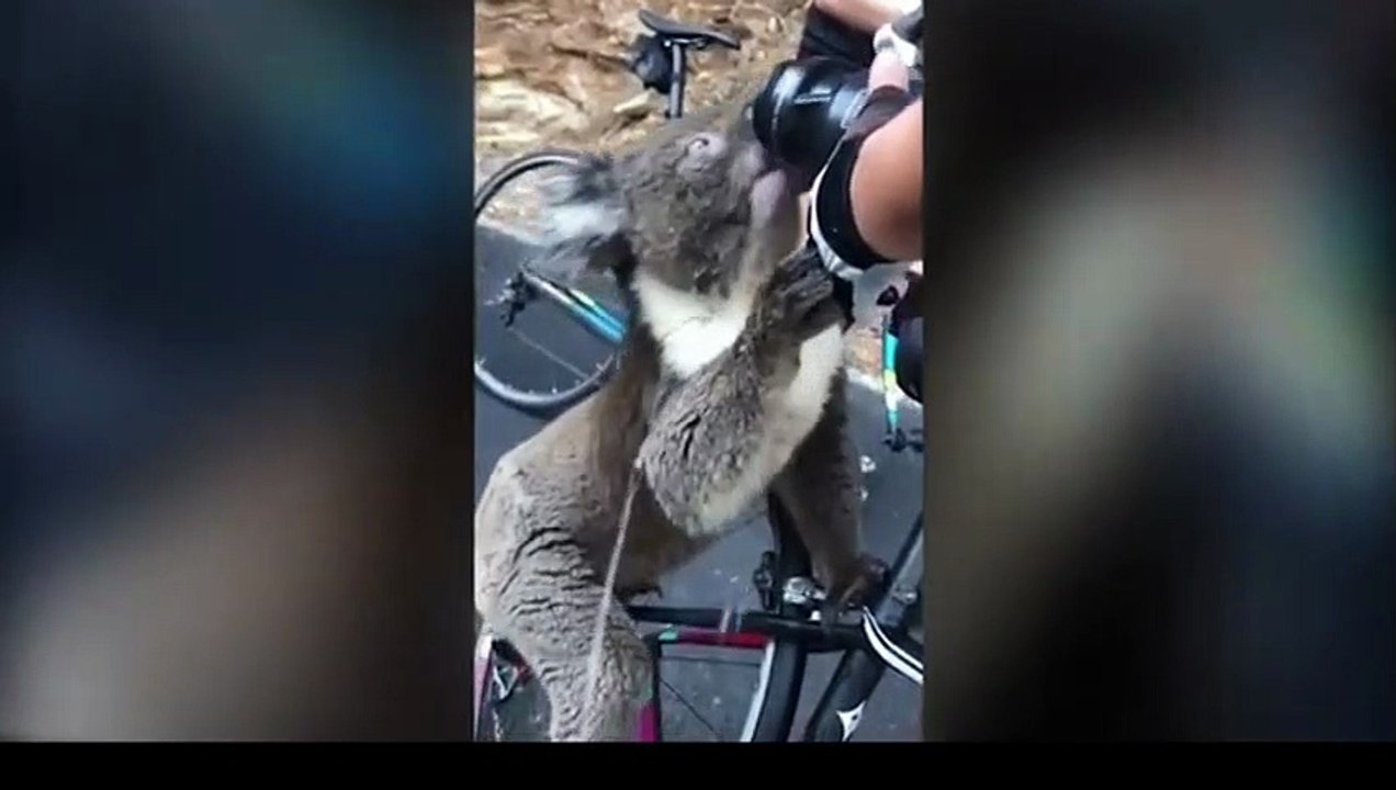 koalas