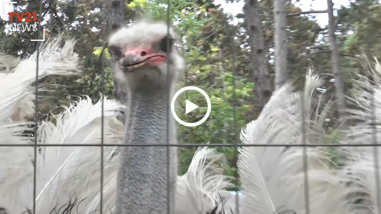 Die Straußenfarm in Deutsch Wagram