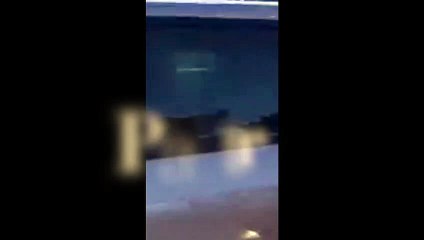 A Bari cinghiali "evoluti" attraversano la strada "più civili di molti umani..."