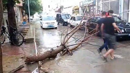 De fortes pluies ont transformé les routes en lacs, renversé des arbres