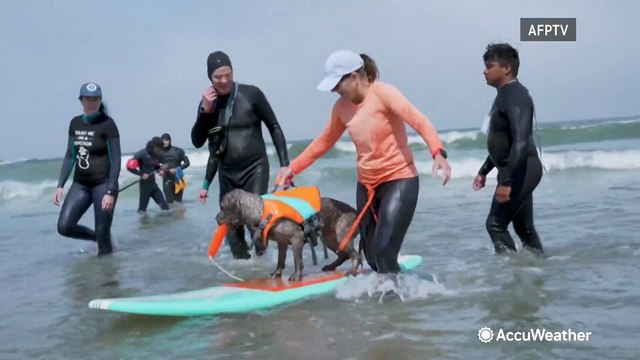Canines compete at World Dog Surfing Championships
