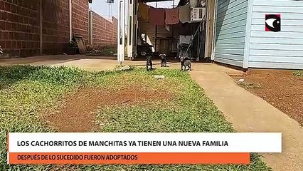 Los cachorritos de manchitas ya tienen una nueva familia