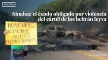 Sinaloa: el éxodo obligado por violencia del cártel de los beltrán leyva