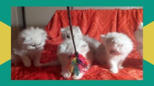 Baby Cat ❤ Cute and Funny Cat Videos Compilation 2023