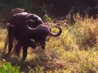 Tragic Ending of Buffalos When Choosing the Wrong Opponent