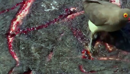 Hippo Crushes The Lion's Skull in Vengeance For His Mother