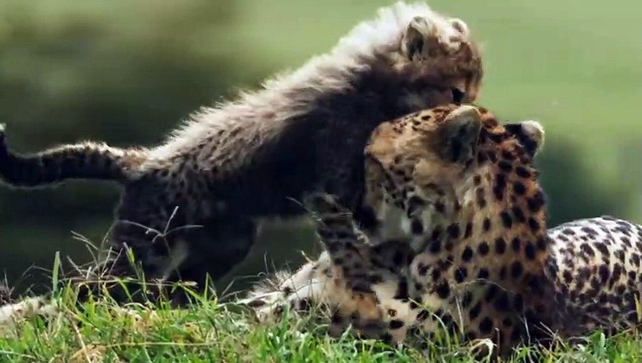 Oryx Mortally Wounded A Cheetah Before Death