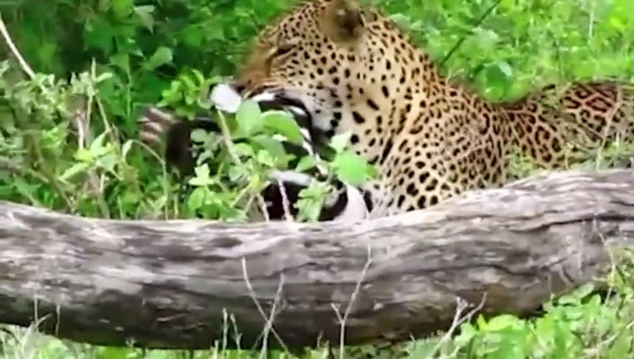 Leopard Brutally Killed Zebra To Teach its Youngster