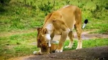 Venomous Bite Killed The Future Lion King