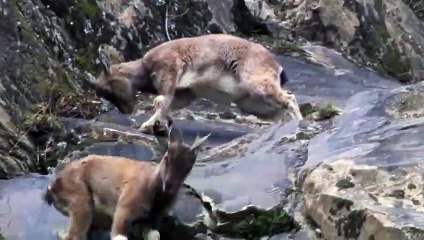 From A Cliff, The Snow Leopard Jumps To Capture The Mountain Goat