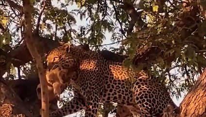 Karma in the Wild Lions Take Revenge on Leopard For Stealing its Cub