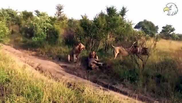 Injured Lions After Fighting For Territory and What Happened Next The Last Fight Of Bob Junior...