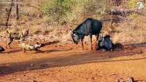 Look What Happened When The Stupid Wild Dog Hunts The Wrong Prey, Can It Survive  Wild Animals