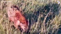Lion's Leg Was Bitten Off By Hyena During A Fierce Confrontation Over Food, Can It Survive