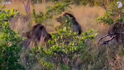 Seriously Injured Lion After Brutal Battle For Territory And Can It Survive  Wild Animals