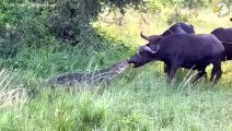 Terrible ! Evil Crocodile Suddenly Rushed To Bite The Poor Buffalo's Jaw Off , Can He Survive