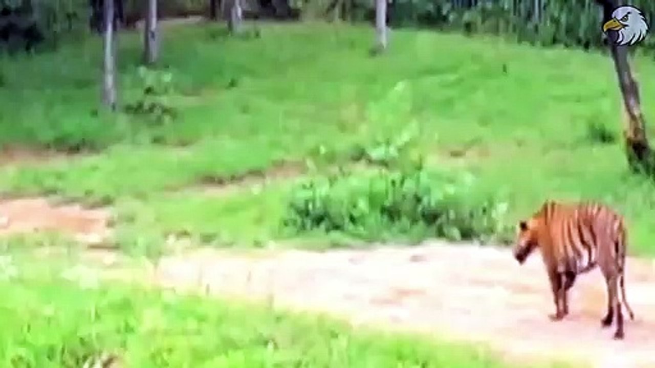 Tiger Attack Huge Bull   30 Moments Big Cat Attacks Farm Animals !
