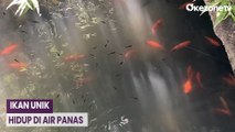 Unik! Ikan Hidup di Air Panas Suhu 40 Derajat Celcius di Banjarnegara