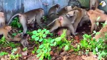 Poor! 30 Moments Monkey Lost Both Legs And What Happened To It, Can It Survive
