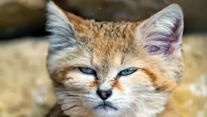 This Cat Doesn't Smell, Never Drinks, and Its Paws Don't Leave Prints