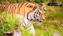 النمور المفترسة والغوريلا البرية وصراع البقاء في عالم الحيوان