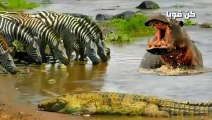 تمساح جائع يهاجم الحمار الوحشي ولكن ما فعله فرس النهر شئ لا يصدق  عالم الحيوانات المفترسة