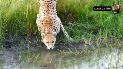 تمساح مخيف يصطاد فهد في ثواني معدوده شيئ لا يصدق؟!!