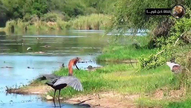 جاموس الرأس الافريقي يهاجم الضباع المفترسة مشهد لا يصدق في عالم الحيوان