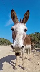 Donkey now it's My sleep time