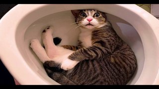 Funniest Cats and Dogs Videos  - Funny Animal Videos #130--- أطرف مقاطع فيديو القطط والكلاب