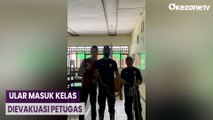 Ular King Kobra 1 Meter Masuk Kelas di SMA 3 Pangkalan Bun, Siswa Panik