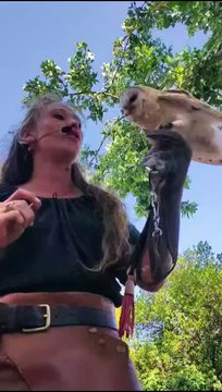 Medievales de BRIGNOLES fauconiers 12aout2023