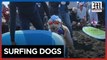 Surf's up for canines at World Dog Surfing Championships