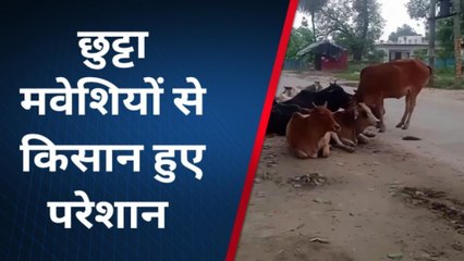 बाराबंकी में छुट्टा मवेशियों का आतंक, किसान परेशान होकर फसल काटने पर मजबूर