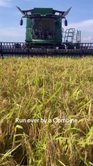 S'allonger sous une moissonneuse-batteuse