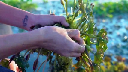 Have you aver seen this fruit in your country- - Water caltrop fruit