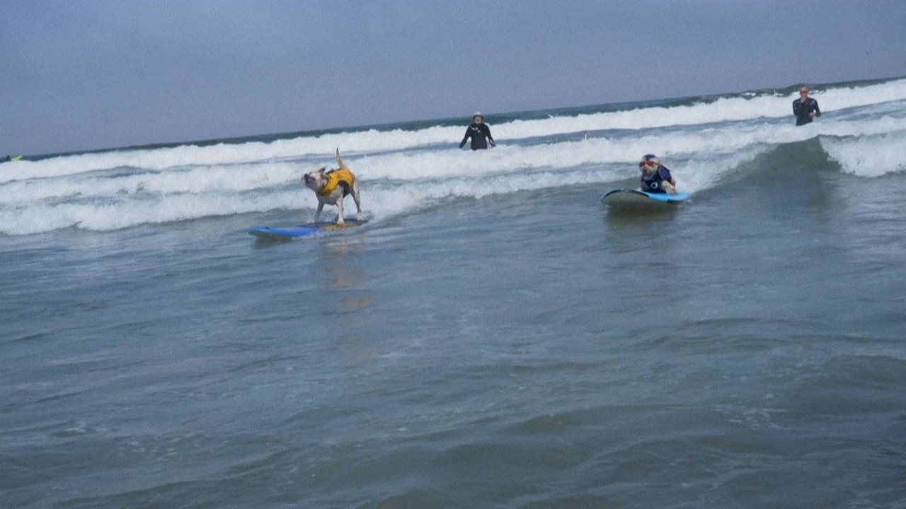 Californie: des chiens s'affrontent sur les vagues au championnat du monde de surf canin