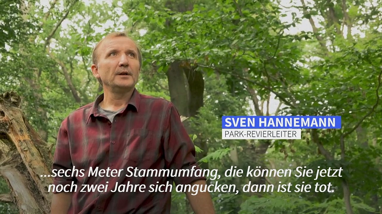 Klimawandel: Baumsterben zwingt deutsche Parks zum Umdenken