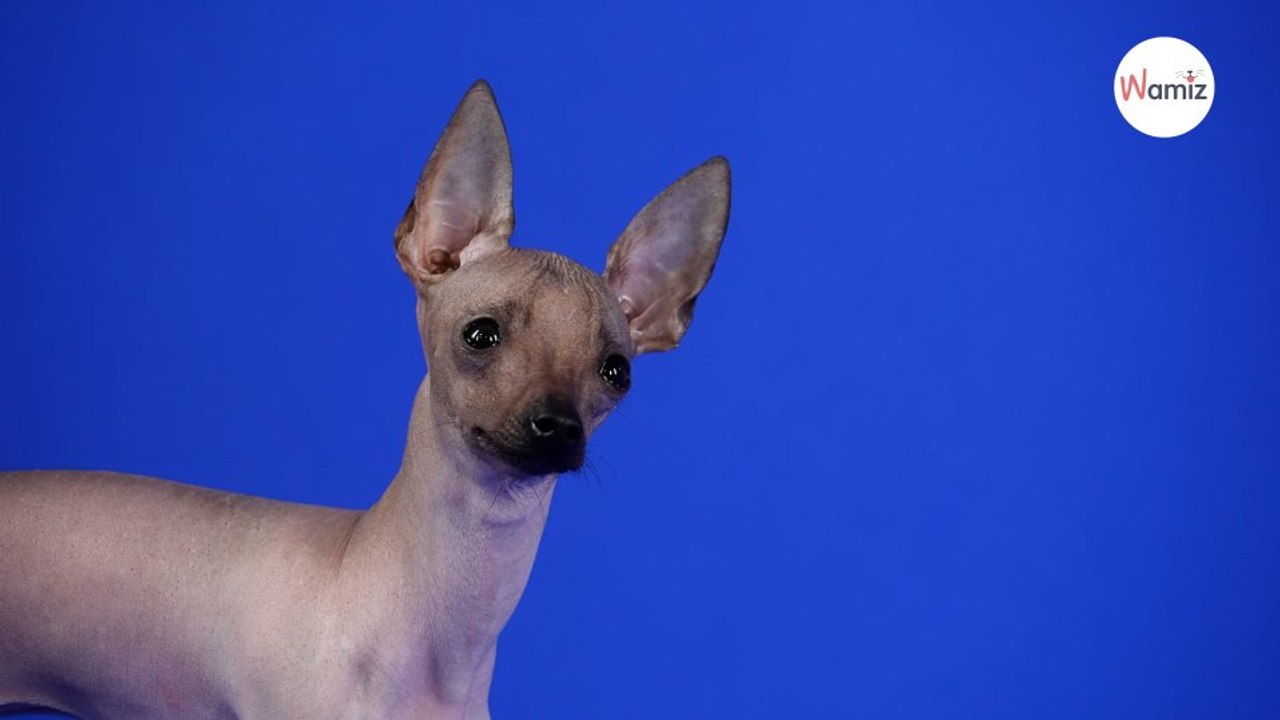 Frau postet Foto von zwei Figuren: Ein Detail lässt alle ausrasten!