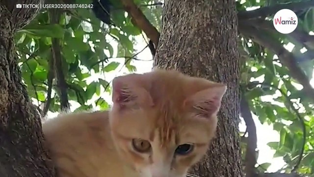 Katze mit Diamant-Auge verschlägt mehr als eine Million Menschen den Atem!