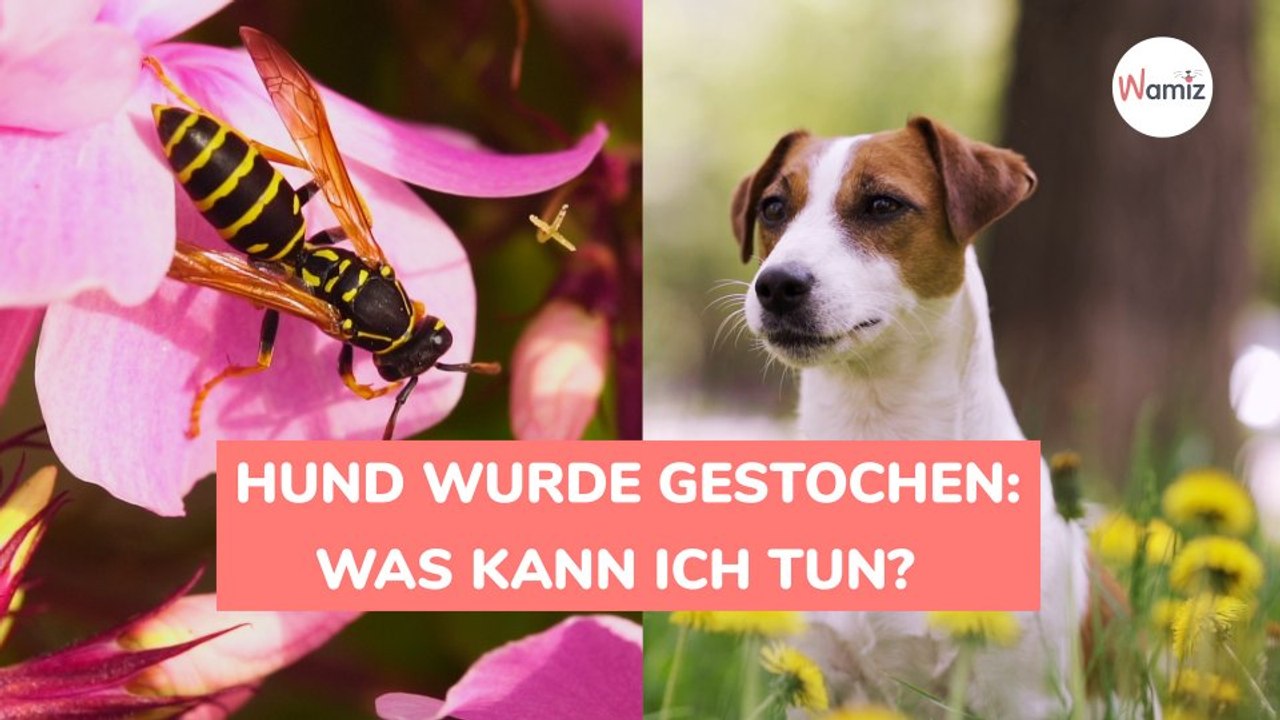 Hund wurde gestochen: Was kann ich tun?